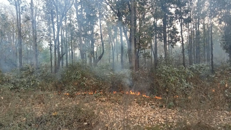 डढेलोले बैतडीमा तीन सय हेक्टर वन क्षेत्र सखाप
